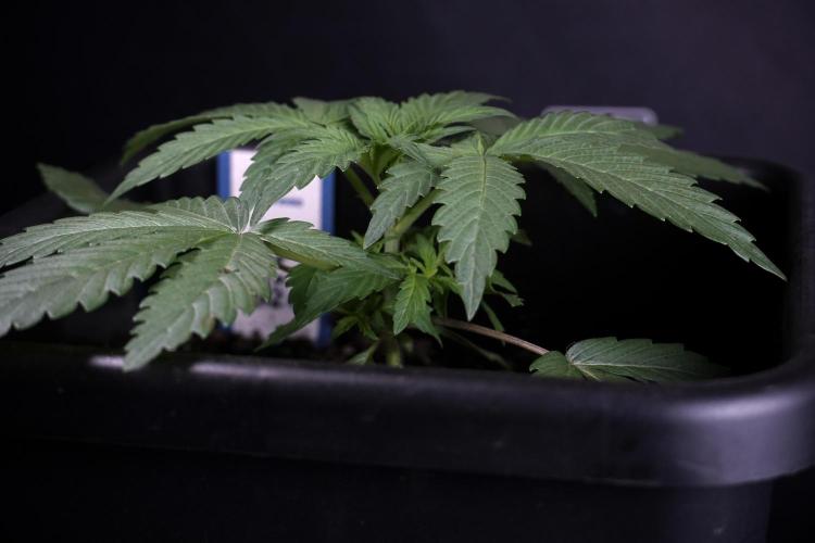 Catching The Ghost Train Haze @ Zamnesia. Week 3 - GTH