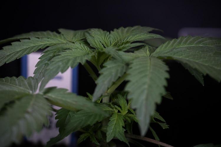 Catching The Ghost Train Haze @ Zamnesia. Week 3 - GTH