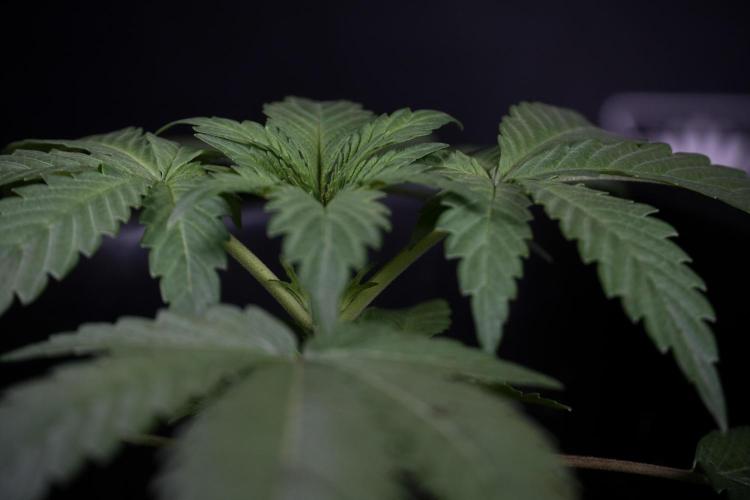 Catching The Ghost Train Haze @ Zamnesia. Week 3 - GTH