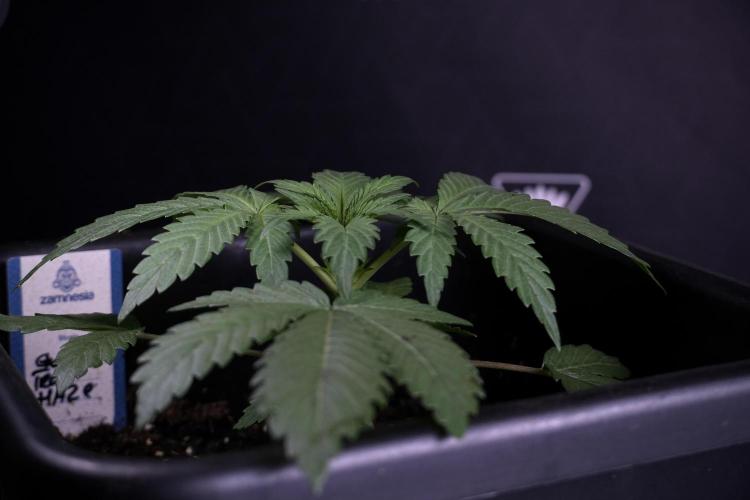 Catching The Ghost Train Haze @ Zamnesia. Week 3 - GTH