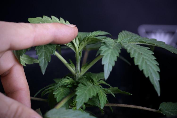 Catching The Ghost Train Haze @ Zamnesia. Week 3 - GTH