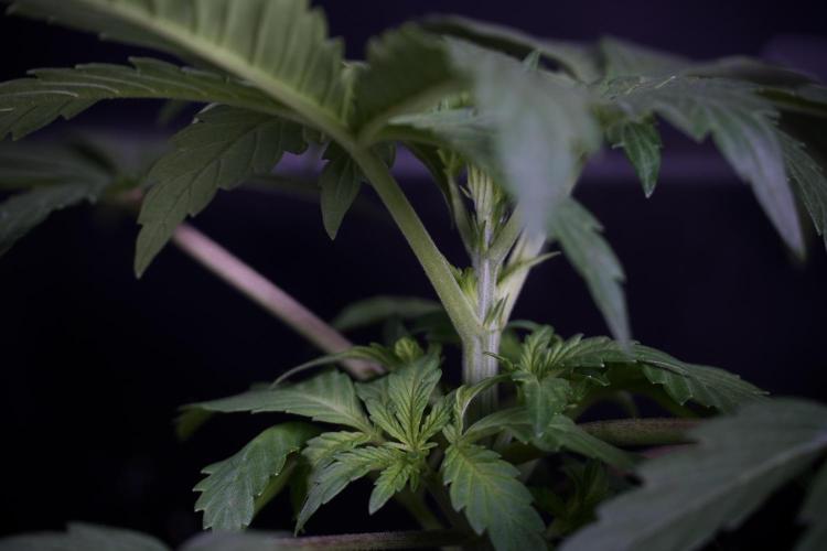 Catching The Ghost Train Haze @ Zamnesia. Week 3 - GTH