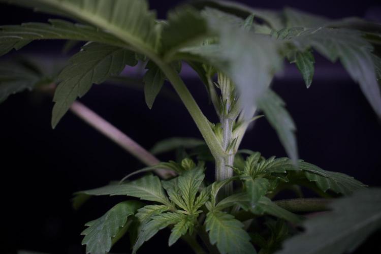 Catching The Ghost Train Haze @ Zamnesia. Week 3 - GTH