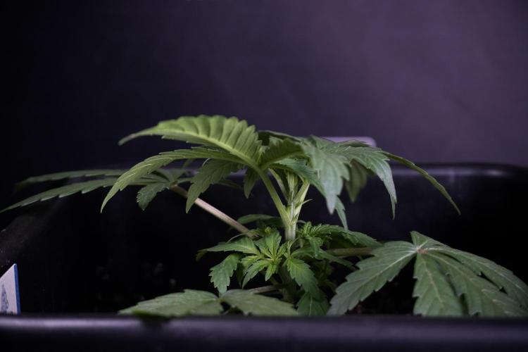 Catching The Ghost Train Haze @ Zamnesia. Week 3 - GTH