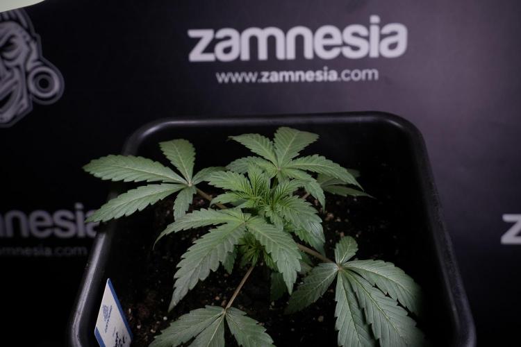 Catching The Ghost Train Haze @ Zamnesia. Week 3 - GTH