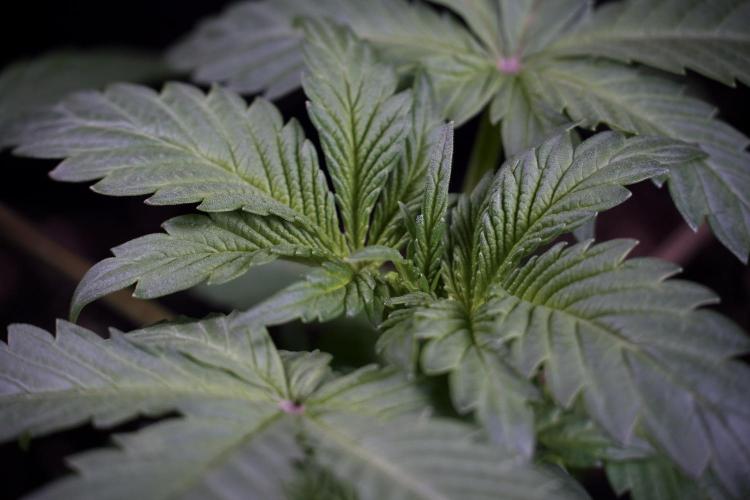 Catching The Ghost Train Haze @ Zamnesia. Week 3 - GTH