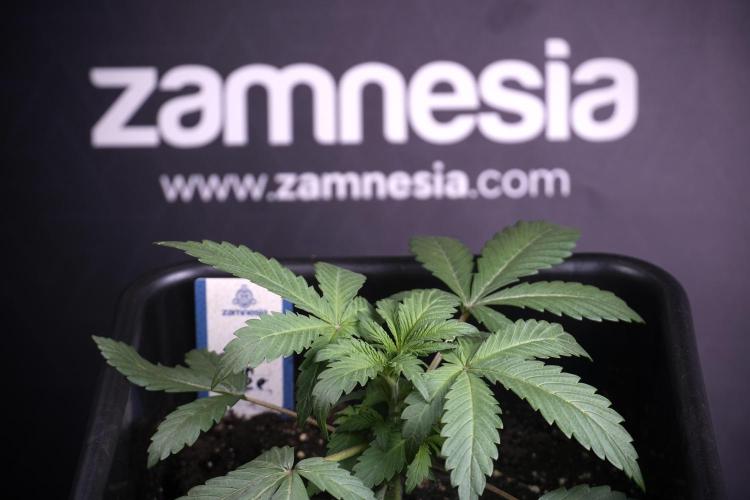 Catching The Ghost Train Haze @ Zamnesia. Week 3 - GTH