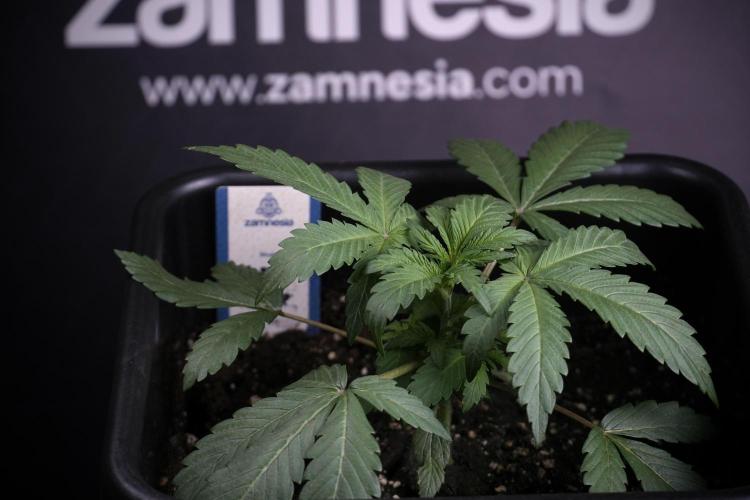 Catching The Ghost Train Haze @ Zamnesia. Week 3 - GTH