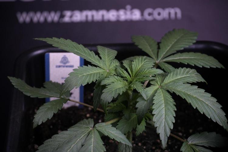 Catching The Ghost Train Haze @ Zamnesia. Week 3 - GTH