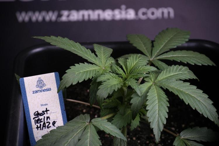 Catching The Ghost Train Haze @ Zamnesia. Week 3 - GTH