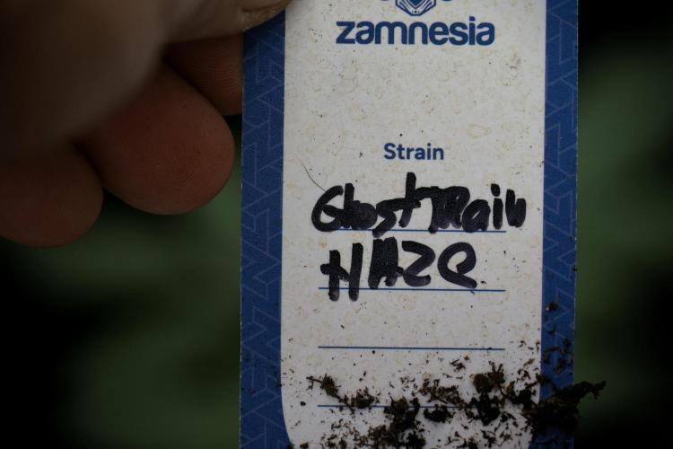 Catching The Ghost Train Haze @ Zamnesia. Week 3 - GTH