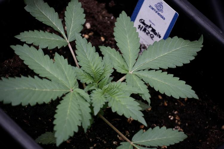 Catching The Ghost Train Haze @ Zamnesia. Week 3 - GTH