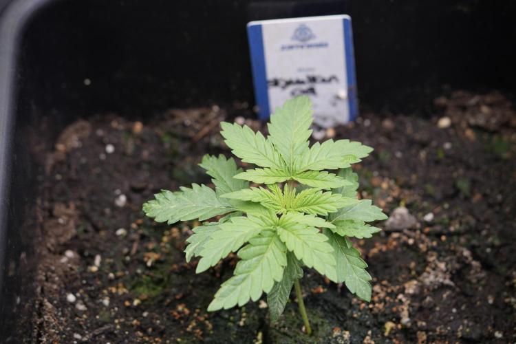 Skywalker OG Legends of the 12/12 Galaxy. Week 3 - Skywalker OG 