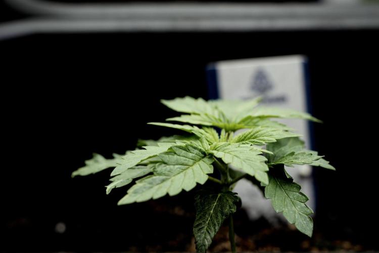 Skywalker OG Legends of the 12/12 Galaxy. Week 3 - Skywalker OG 