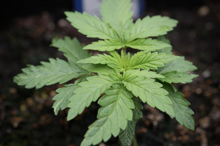 Skywalker OG Legends of the 12/12 Galaxy. Week 3 - Skywalker OG 