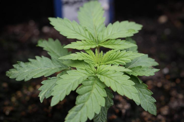 Skywalker OG Legends of the 12/12 Galaxy. Week 3 - Skywalker OG 