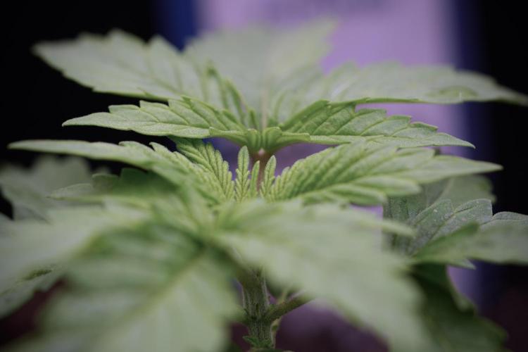 Skywalker OG Legends of the 12/12 Galaxy. Week 3 - Skywalker OG 