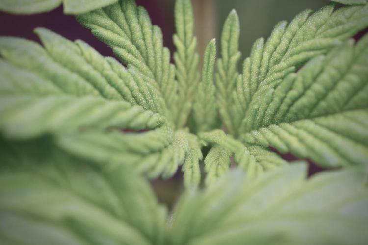 Skywalker OG Legends of the 12/12 Galaxy. Week 3 - Skywalker OG 