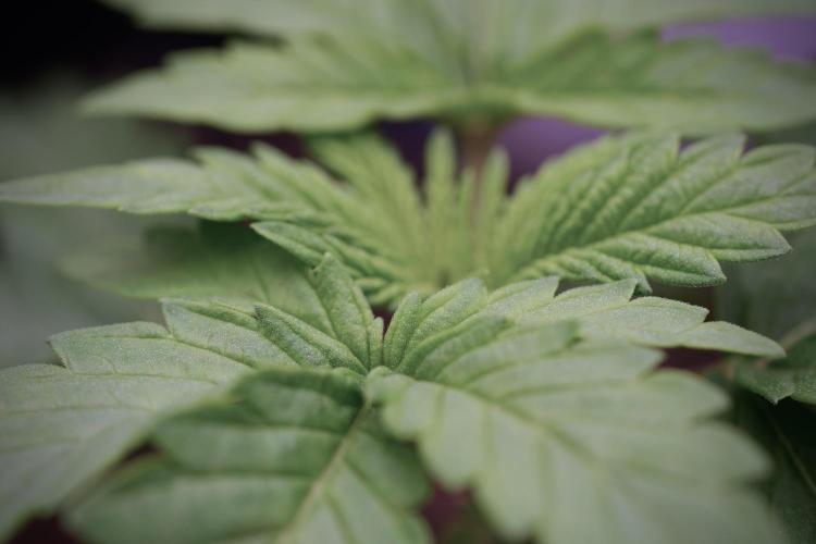 Skywalker OG Legends of the 12/12 Galaxy. Week 3 - Skywalker OG 