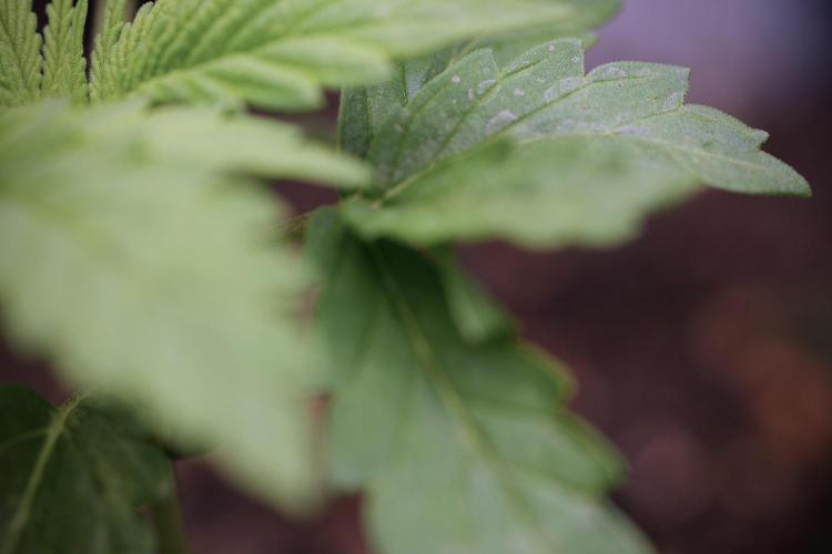 Skywalker OG Legends of the 12/12 Galaxy. Week 3 - Skywalker OG 