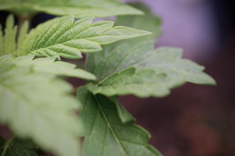 Skywalker OG Legends of the 12/12 Galaxy. Week 3 - Skywalker OG 