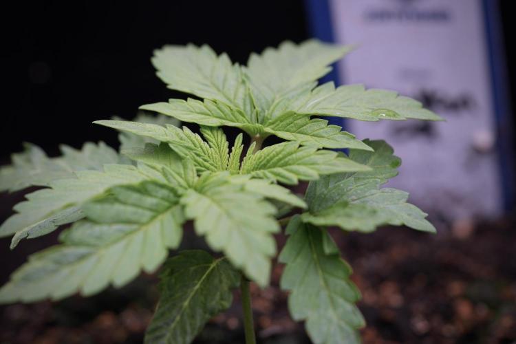 Skywalker OG Legends of the 12/12 Galaxy. Week 3 - Skywalker OG 