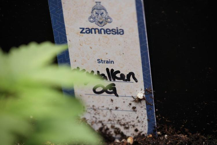 Skywalker OG Legends of the 12/12 Galaxy. Week 3 - Skywalker OG 