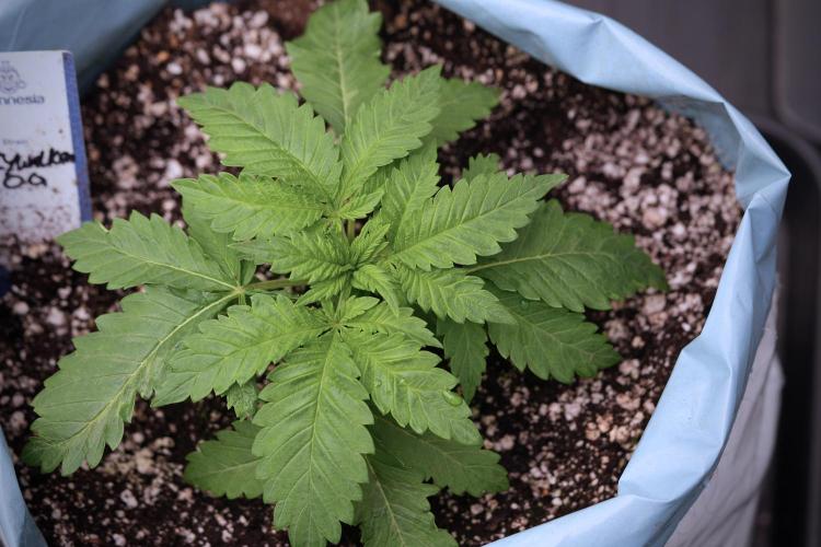 Skywalker OG Legends of the 12/12 Galaxy. Week 3 - Skywalker OG 