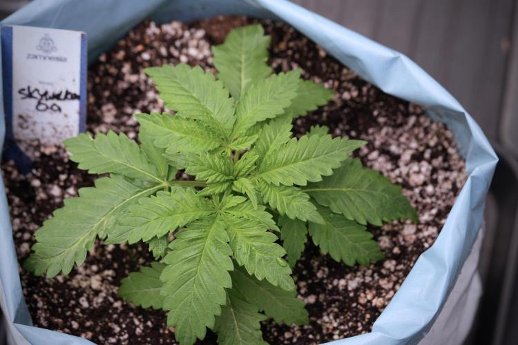 Skywalker OG Legends of the 12/12 Galaxy. Week 3 - Skywalker OG 