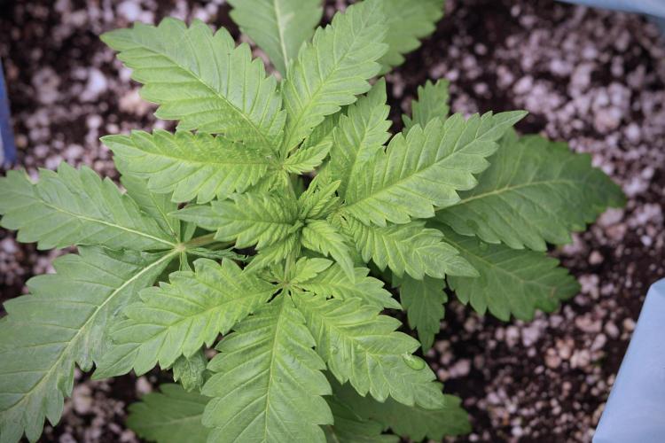 Skywalker OG Legends of the 12/12 Galaxy. Week 3 - Skywalker OG 