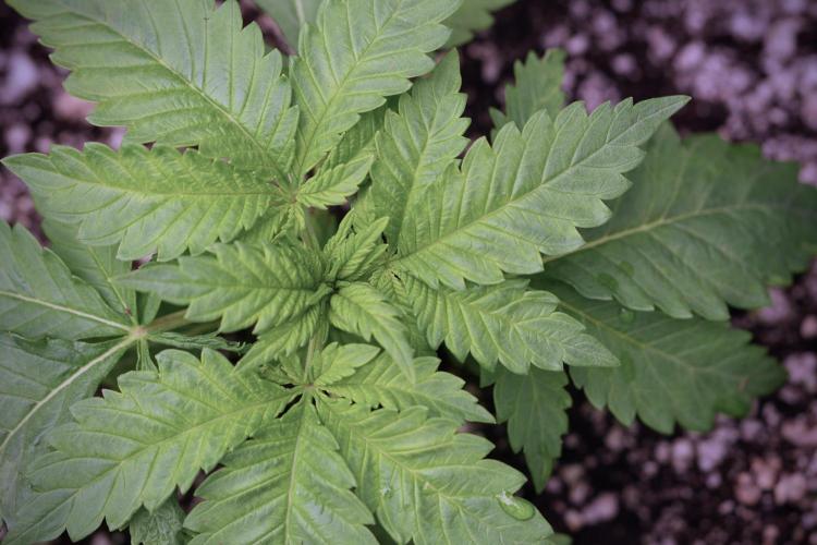 Skywalker OG Legends of the 12/12 Galaxy. Week 3 - Skywalker OG 