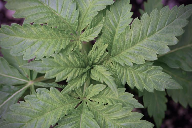 Skywalker OG Legends of the 12/12 Galaxy. Week 3 - Skywalker OG 