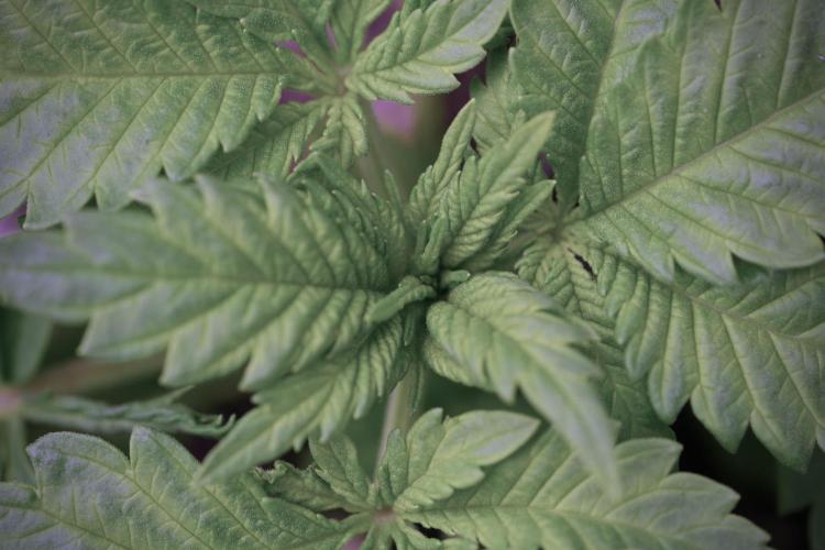 Skywalker OG Legends of the 12/12 Galaxy. Week 3 - Skywalker OG 