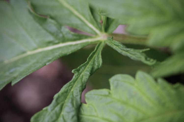 Skywalker OG Legends of the 12/12 Galaxy. Week 3 - Skywalker OG 