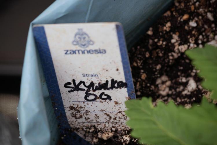 Skywalker OG Legends of the 12/12 Galaxy. Week 3 - Skywalker OG 