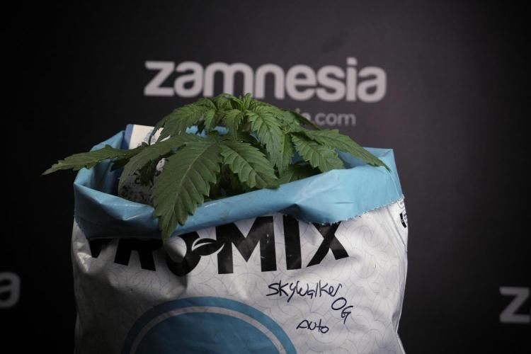 Skywalker OG Legends of the 12/12 Galaxy. Week 3 - Skywalker OG 