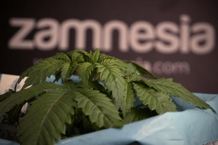 Skywalker OG Legends of the 12/12 Galaxy. Week 3 - Skywalker OG 