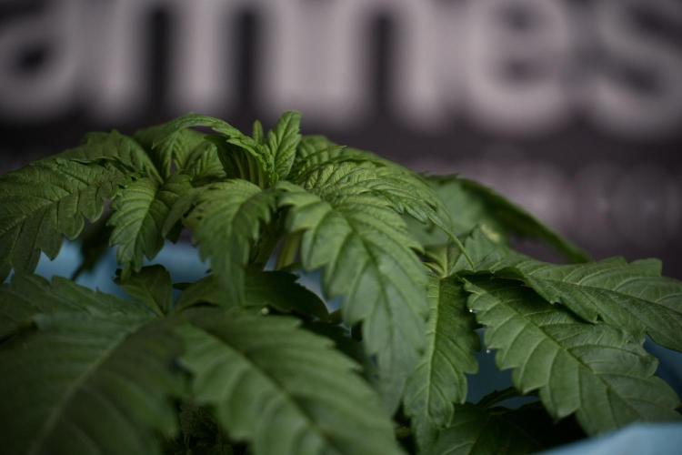 Skywalker OG Legends of the 12/12 Galaxy. Week 3 - Skywalker OG 