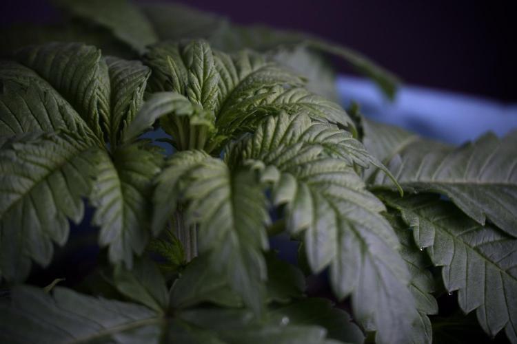 Skywalker OG Legends of the 12/12 Galaxy. Week 3 - Skywalker OG 