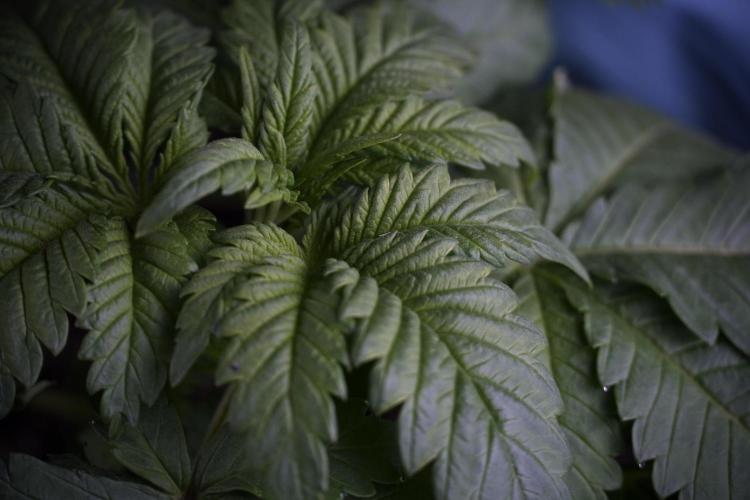 Skywalker OG Legends of the 12/12 Galaxy. Week 3 - Skywalker OG 