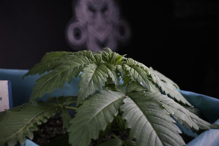 Skywalker OG Legends of the 12/12 Galaxy. Week 3 - Skywalker OG 