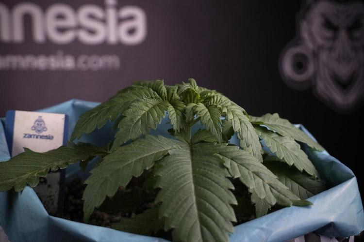 Skywalker OG Legends of the 12/12 Galaxy. Week 3 - Skywalker OG 