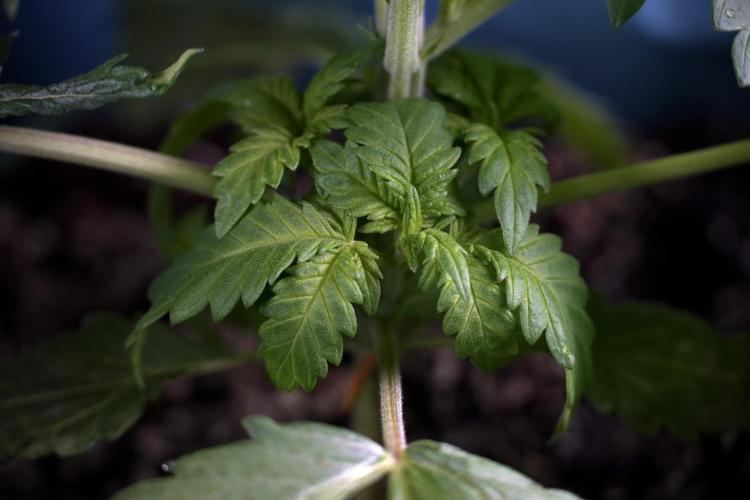 Skywalker OG Legends of the 12/12 Galaxy. Week 3 - Skywalker OG 