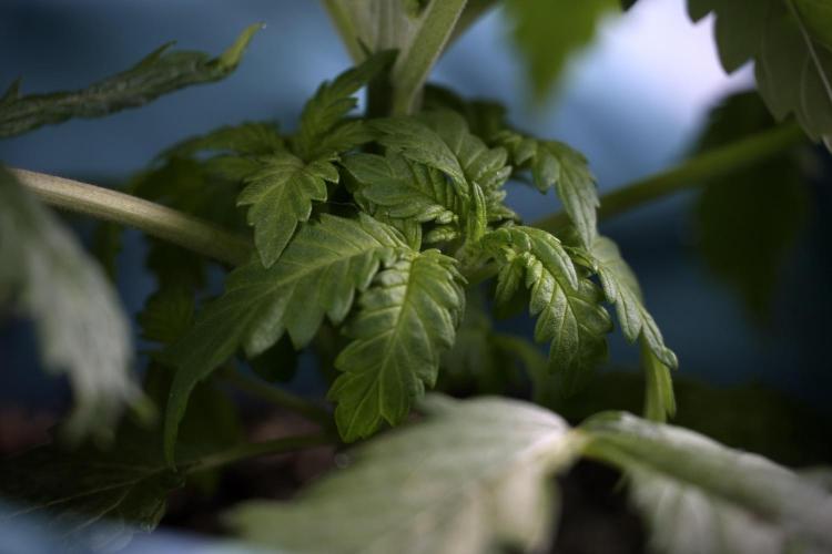 Skywalker OG Legends of the 12/12 Galaxy. Week 3 - Skywalker OG 