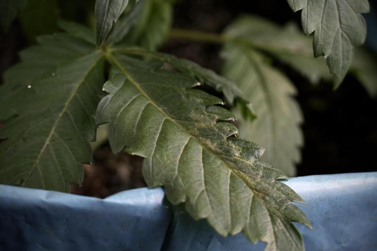 Skywalker OG Legends of the 12/12 Galaxy. Week 3 - Skywalker OG 