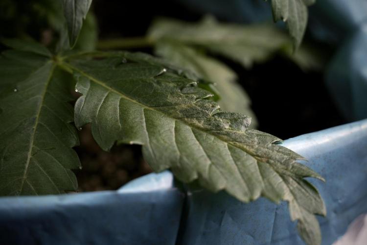 Skywalker OG Legends of the 12/12 Galaxy. Week 3 - Skywalker OG 