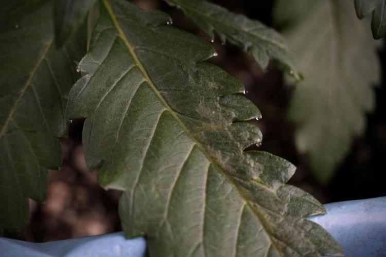 Skywalker OG Legends of the 12/12 Galaxy. Week 3 - Skywalker OG 