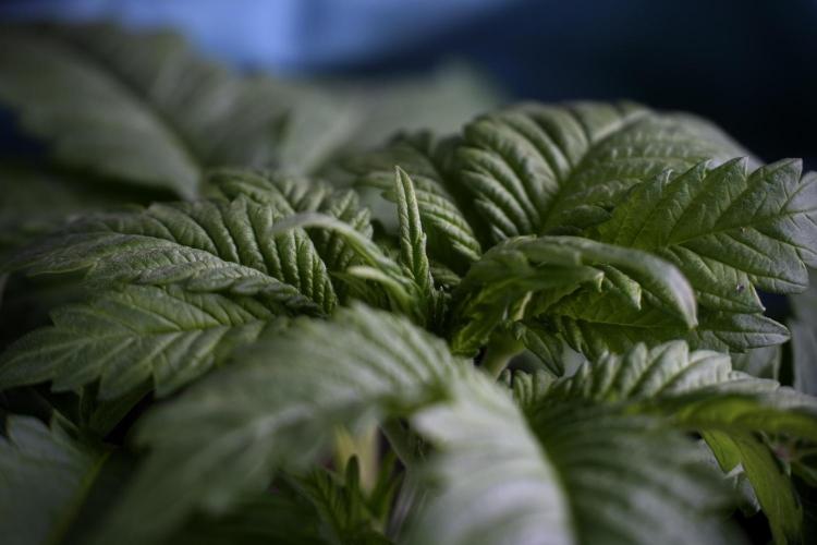 Skywalker OG Legends of the 12/12 Galaxy. Week 3 - Skywalker OG 