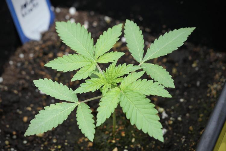 Animal Mints-Legends of the Frozen North. Week 3 - Animal Mints