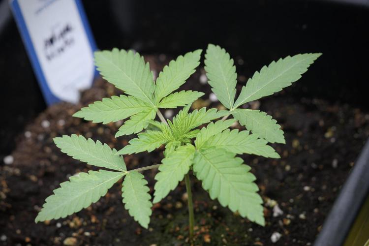 Animal Mints-Legends of the Frozen North. Week 3 - Animal Mints